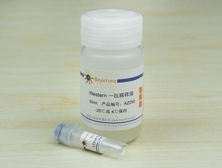 LDHA Rabbit Polyclonal Antibody